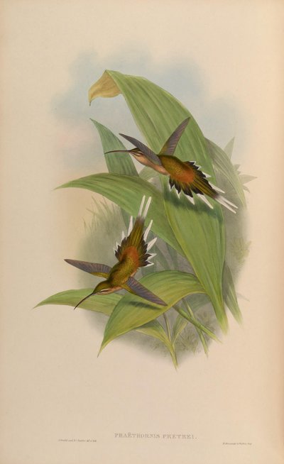 Phaethornis pretrei von John Gould